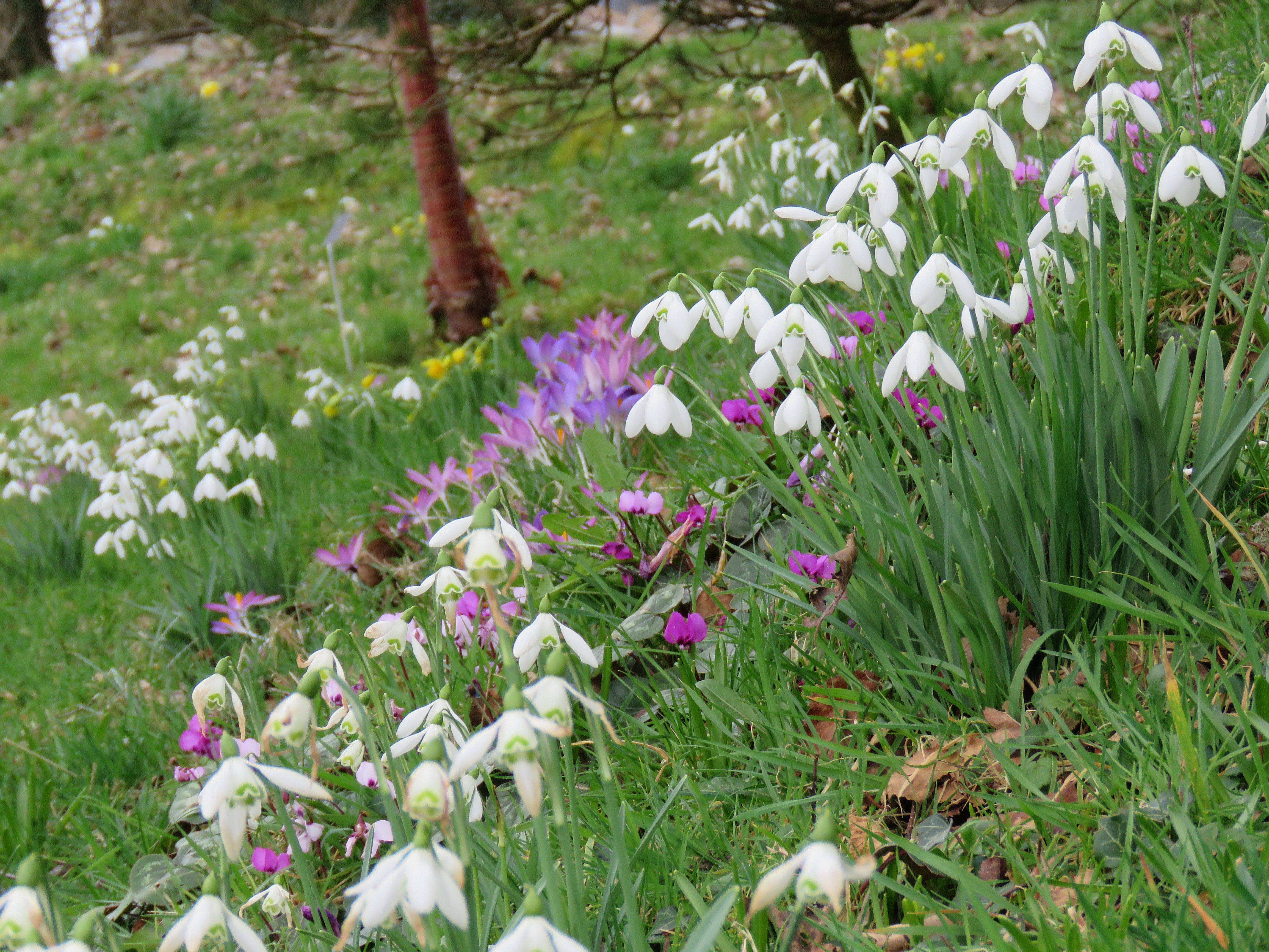 Drifts of snowdrops and crocus at The Garden House, Buckland Monachorum. Drifts of snowdrops and crocus at The Garden House, Buckland Monachorum.