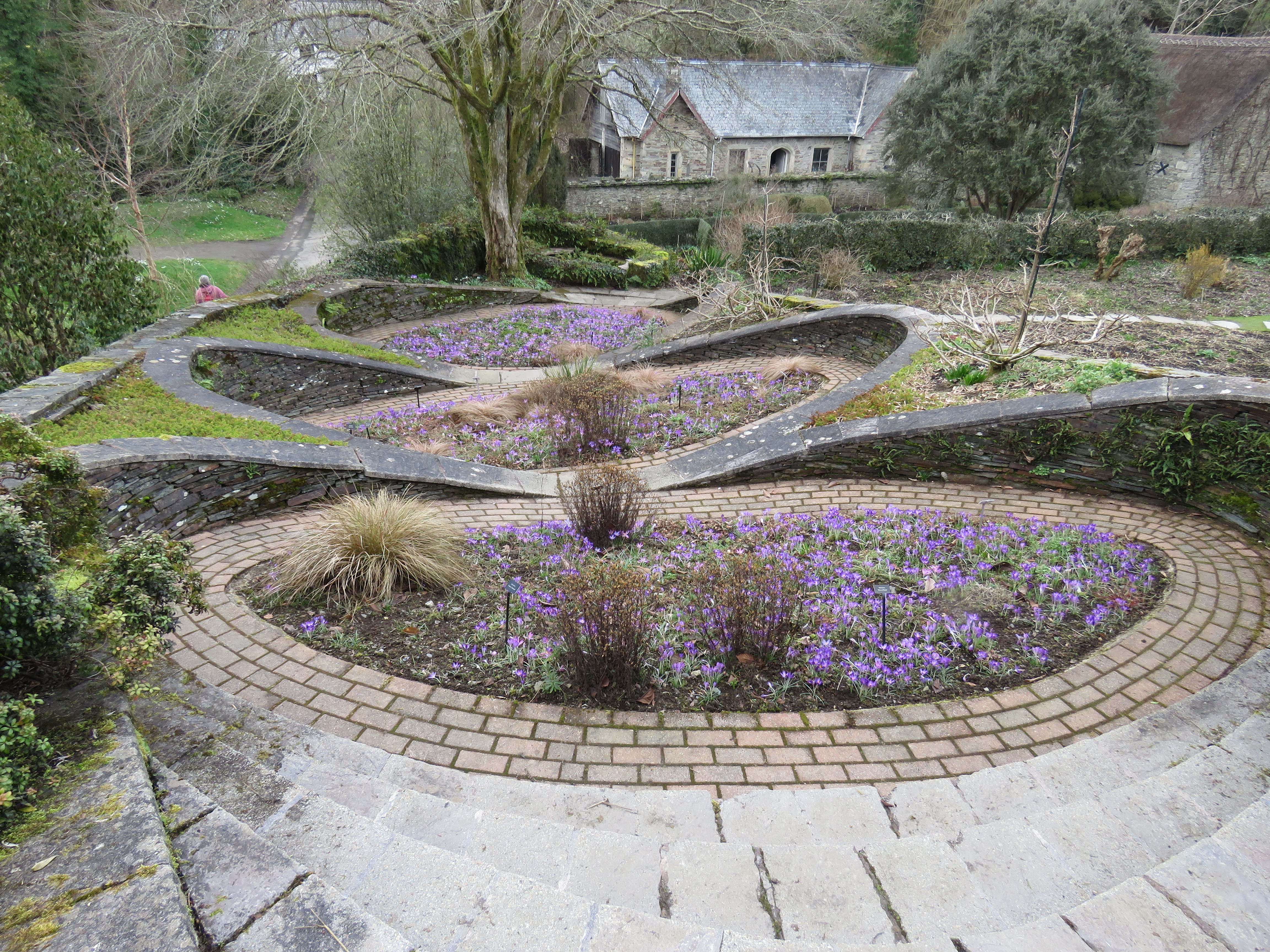 Crocus planting at The Garden House, Buckland Monachorum.d Monachorum Crocus planting at The Garden House, Buckland Monachorum.d Monachorum