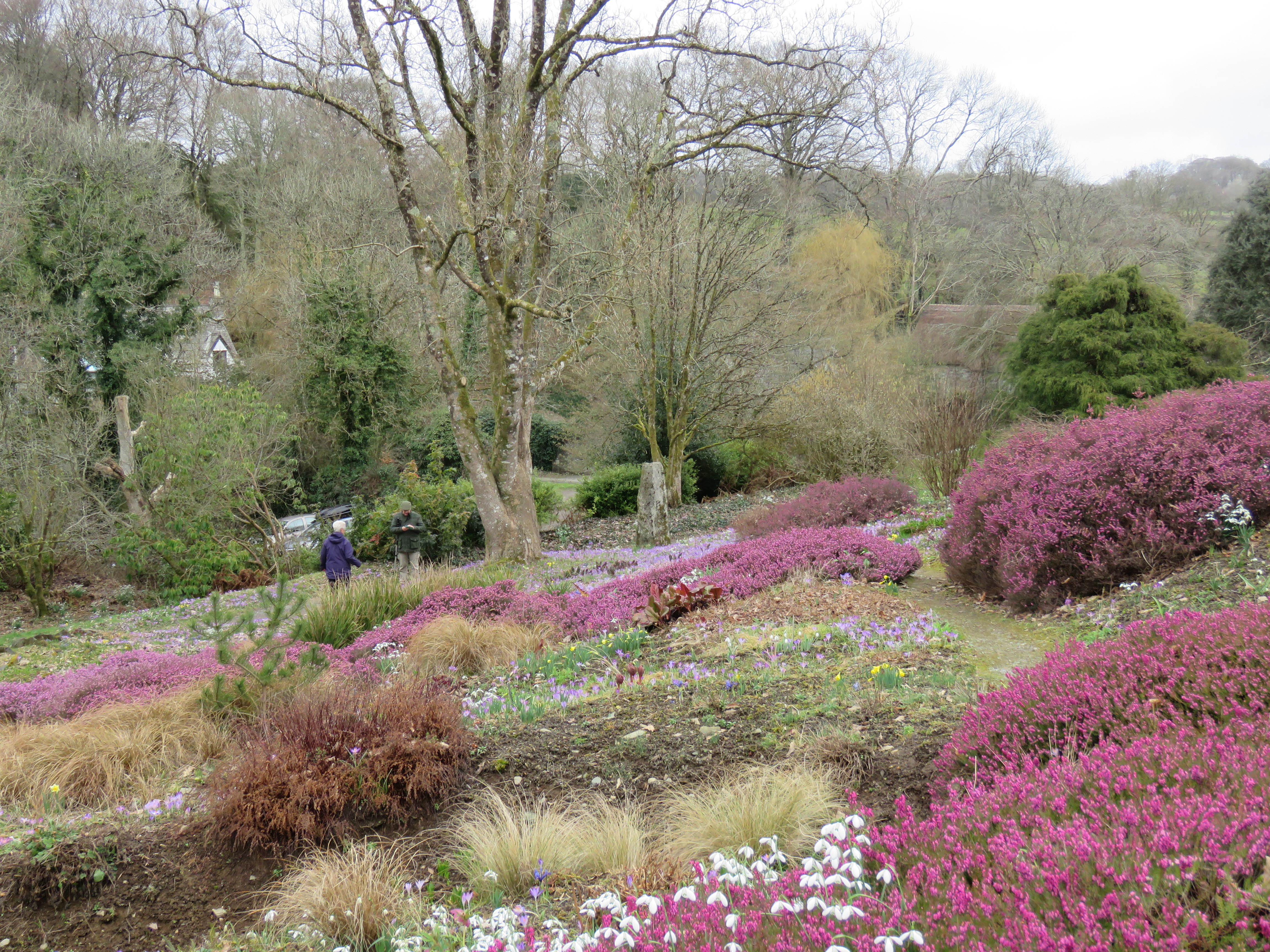 Carpets of heather and snowdrops in the woodland garden at The Garden House, Buckland Monachorum Carpets of heather and snowdrops in the woodland garden at The Garden House, Buckland Monachorum