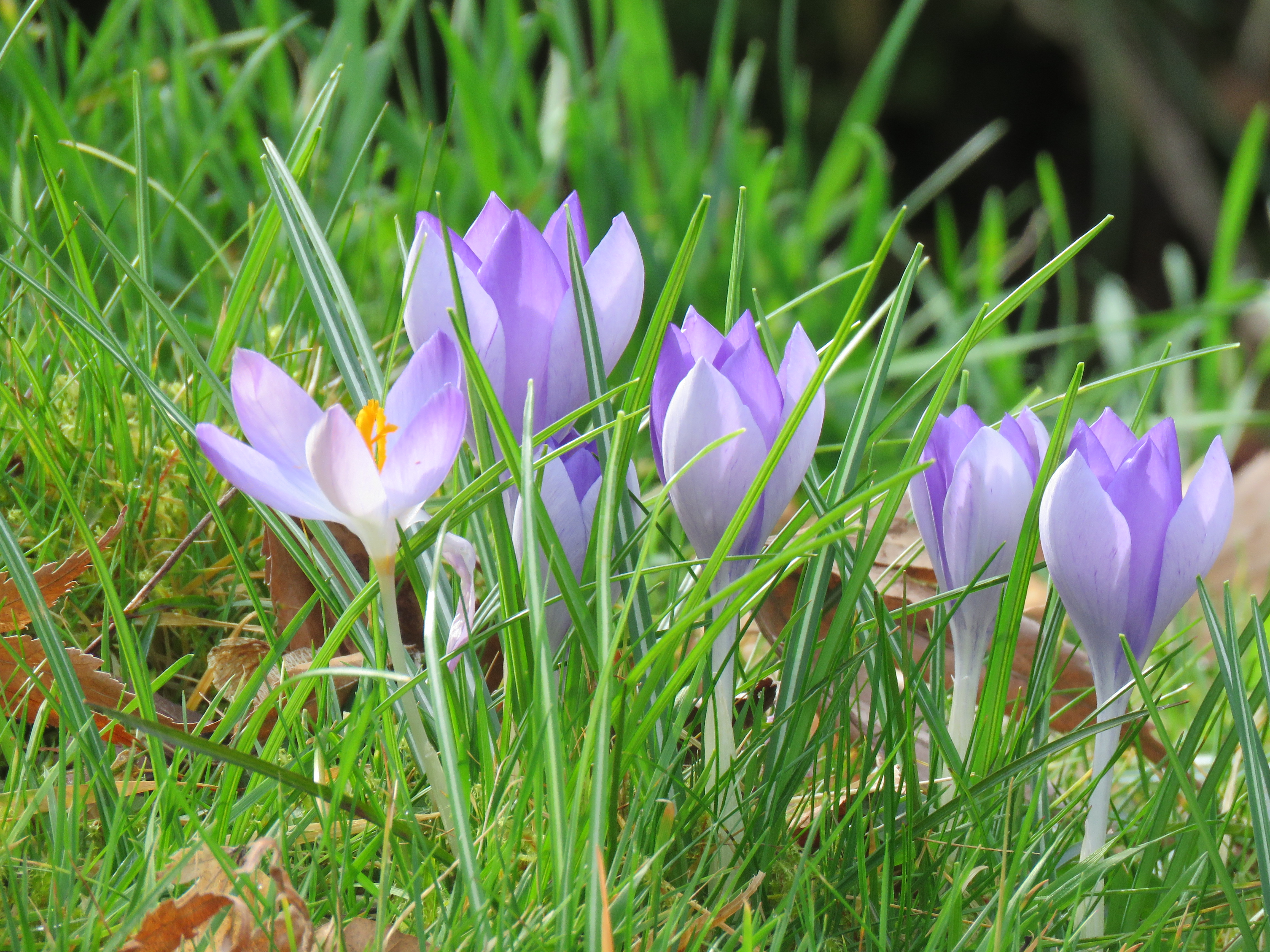 Crocus at The Garden House, Buckland Monachorum. Crocus at The Garden House, Buckland Monachorum.